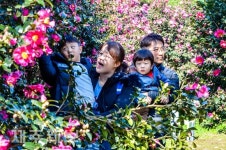 활짝 핀 동백꽃 사이로