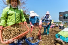 백도라지 수확으로 바쁜 농민들