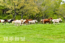 신나게 달리는 제주마들