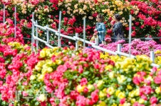 화려한 장미꽃 사이에서