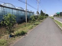 서귀포시 남원읍, 일주도로에 하귤나무 가로수 식재