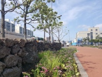 제주시, 임항로 정원숲 조성사업 완료