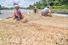 녹두 털기 작업 한창