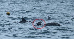 3년 전 바다로 돌아간 돌고래 복순이 엄마됐다