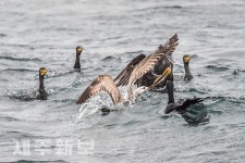 치열한 먹이싸움