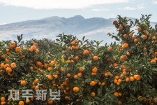 눈덮힌 한라산과 귤