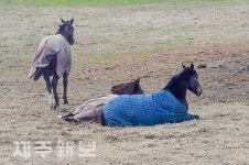 동복 입고 겨울나기 하는 말들