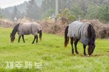 동복 입고 겨울나기 하는 말들