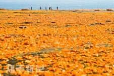 감귤 껍질 말리기 한창