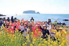 서귀포서 유채꽃 국제걷기 등 꽃 축제 성황리 열려