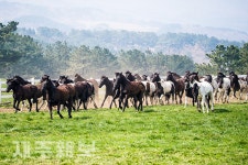 힘차게 달리는 19년 한국형 승용마