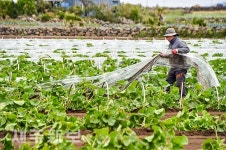수확 앞두고 비닐 제거 작업 한창