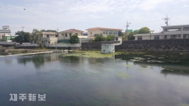 봄 가뭄에 녹조로 뒤덮인 월대천