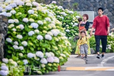 수국이 활짝 핀 꽃길 산책