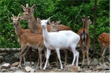 녹용의 효능(下)-제주 사슴, 조선시대 진상품 중 하나