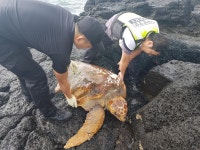 온평리 해안에서 폐그물 걸린 바다거북 2마리 구조