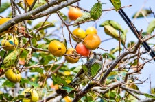 노랗게 익은 감을 먹는 직박구리