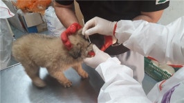 동물보호센터 운영 재개…개 홍역 전부 음성