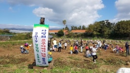 대천동주민자치위, 고구마 캐기 체험행사 개최