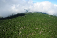 한라산 전역 54만 구상나무 분포 지리정보화 완료