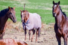 동복 입고 겨울나기 하는 말