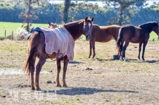 동복 입고 겨울나기 하는 말