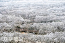 한라산 1100고지 상고대 활짝