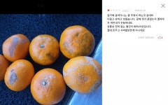격리대상 감귤이 인터넷서 유통