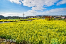 노랗게 물든 사계리마을