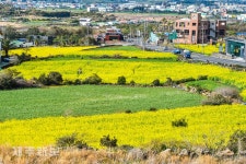 노랗게 물든 사계리마을