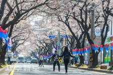 올해 제주 벚꽃 개화 3월 20일 전망…27일 이후 절정