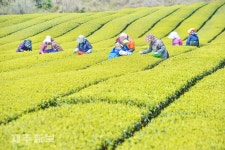 오설록 첫 해차 채엽