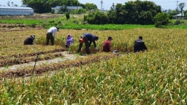 제주 마늘농가, 수확기 일손부족에 한숨