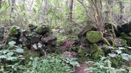 코로나 블루 치유할 제주의 휴양림에 오세요