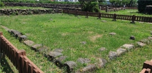 천연기념물 감귤나무 7그루…제주 아픔 지켜본 산증인
