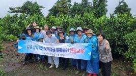 서귀포농업기술센터, 감귤 열매솎기 봉사