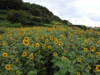 4.3당시 잃어버린 마을 곤을동에 해바라기 만발