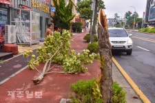 제9호 태풍 마이삭(MAYSAK)생채기