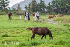 말과 함께 사진 촬영
