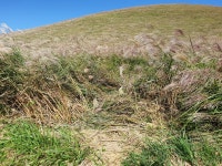 가을마다 짓밟히고 꺾이고…제주 새별오름 억새 수난