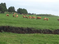 대규모 개발사업에 농지.초지 여의도 면적 4배 넘게 사라져