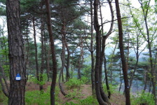 재가 생명을 키워 봄마다 회생 아름다운 자연회귀