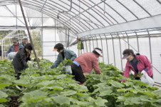 [산나물 축제] 고성 흘리