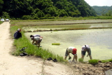 횡성 안흥면사무소·자생단체 모내기 봉사