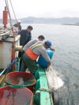 수산업체가 치어 30만마리 무상 방류