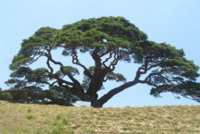 [숲에 on] 영월 솔고개 소나무의 삶