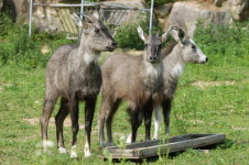 국토정중앙 양구   멸종위기 동물 보고