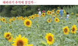 해발 700m, 태백의 여름 속으로…