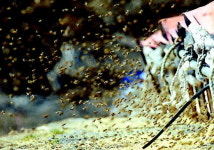 핵심 품목 집중육성 강원농업 도약 이룬다