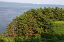 [한반도, 소나무가 사라진다] 4. 한반도의 소나무- 마을 숲